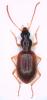 Oxypselaphus obscurus